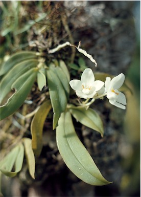 APII jpeg image of Sarcochilus falcatus  © contact APII