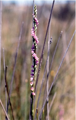 APII jpeg image of Spiranthes australis  © contact APII