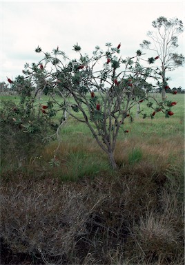 APII jpeg image of Callistemon glaucus  © contact APII