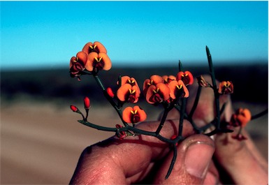 APII jpeg image of Daviesia divaricata  © contact APII