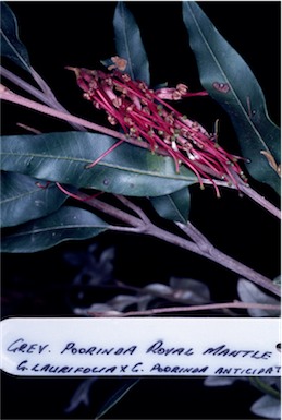 APII jpeg image of Grevillea 'Poorinda Royal Mantle'  © contact APII