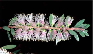 APII jpeg image of Callistemon citrinus 'Angela'  © contact APII