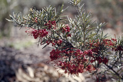 APII jpeg image of Grevillea rosmarinifolia  © contact APII