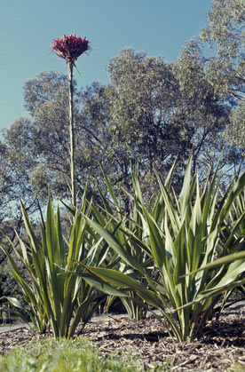 APII jpeg image of Doryanthes excelsa  © contact APII