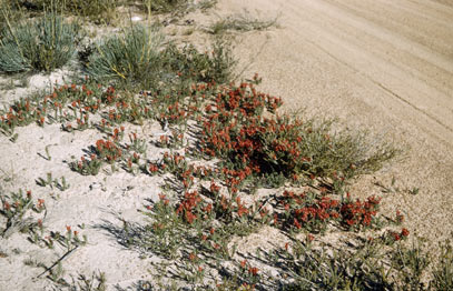 APII jpeg image of Lechenaultia longiloba  © contact APII