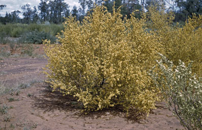 APII jpeg image of Androcalva luteifolia  © contact APII