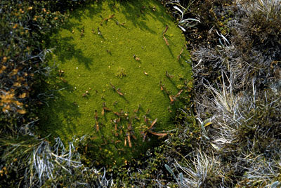 APII jpeg image of Abrotanella forsteroides,<br/>Drosera arcturi  © contact APII