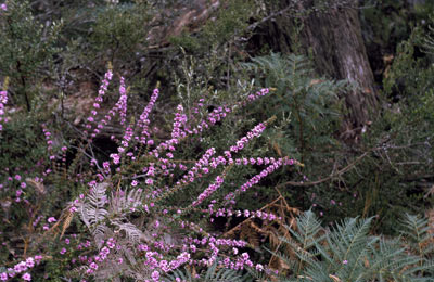 APII jpeg image of Bauera sessiliflora  © contact APII