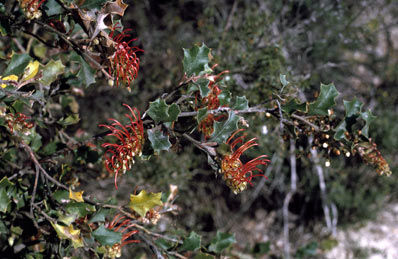 APII jpeg image of Grevillea aquifolium  © contact APII