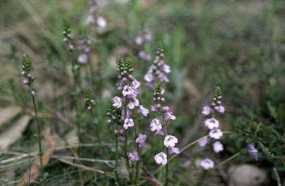 APII jpeg image of Euphrasia collina  © contact APII