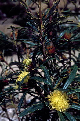 APII jpeg image of Banksia squarrosa subsp. squarrosa  © contact APII