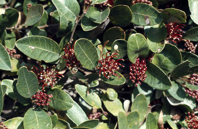 APII jpeg image of Grevillea laurifolia  © contact APII