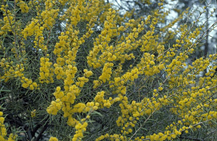 APII jpeg image of Acacia colletioides  © contact APII