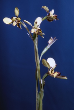 APII jpeg image of Diuris laxiflora  © contact APII