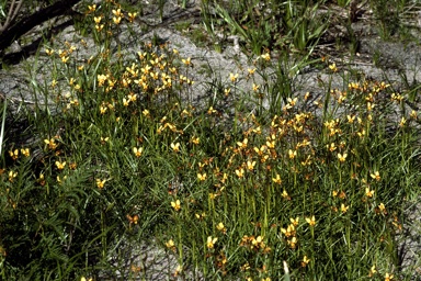 APII jpeg image of Diuris corymbosa  © contact APII