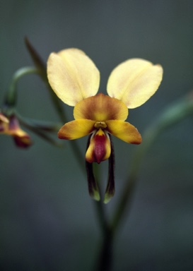 APII jpeg image of Diuris longifolia  © contact APII