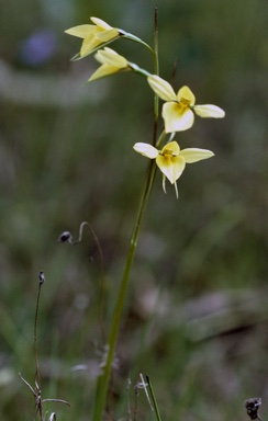 APII jpeg image of Diuris pedunculata  © contact APII