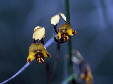 APII jpeg image of Diuris semilunulata  © contact APII