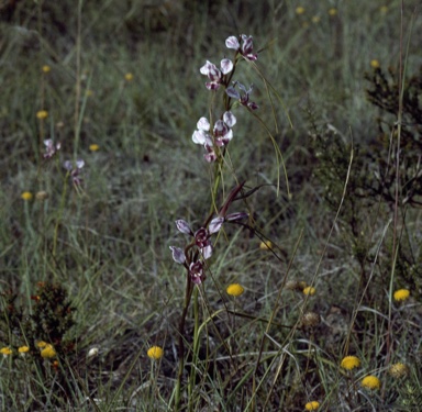 APII jpeg image of Diuris dendrobioides  © contact APII