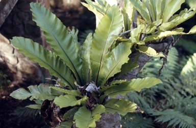 APII jpeg image of Asplenium nidus  © contact APII