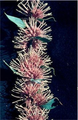 APII jpeg image of Hakea petiolaris subsp. petiolaris  © contact APII