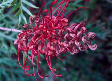 APII jpeg image of Grevillea 'Robyn Gordon'  © contact APII