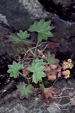 APII jpeg image of Alchemilla xanthochlora  © contact APII