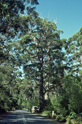 APII jpeg image of Eucalyptus brevistylis  © contact APII