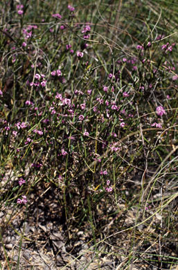 APII jpeg image of Mirbelia rubiifolia  © contact APII