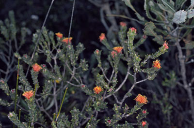 APII jpeg image of Eremaea asterocarpa subsp. asterocarpa  © contact APII