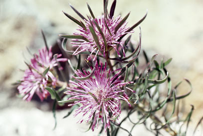 APII jpeg image of Isopogon linearis  © contact APII