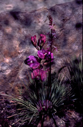 APII jpeg image of Stylidium graminifolium  © contact APII