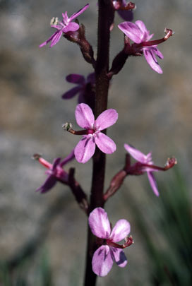 APII jpeg image of Stylidium graminifolium  © contact APII