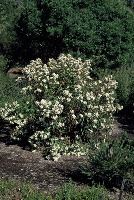 APII jpeg image of Olearia lirata  © contact APII