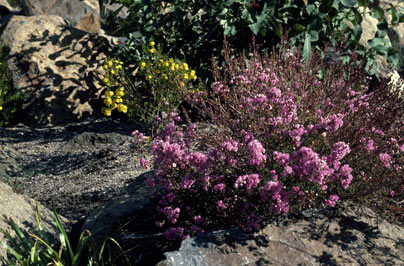 APII jpeg image of Verticordia picta,<br/>Verticordia grandiflora  © contact APII