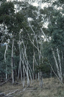 APII jpeg image of Eucalyptus mannifera  © contact APII