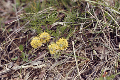 APII jpeg image of Isopogon prostratus  © contact APII