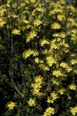 APII jpeg image of Phebalium squamulosum subsp. macrocalyx  © contact APII