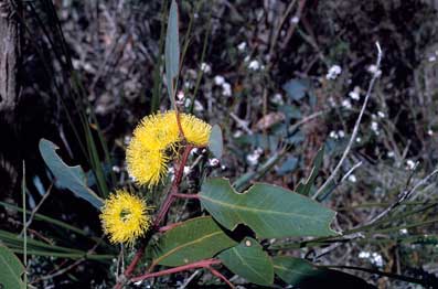 APII jpeg image of Eucalyptus preissiana  © contact APII