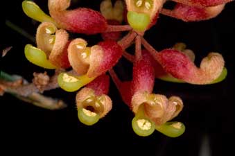 APII jpeg image of Grevillea aspera  © contact APII