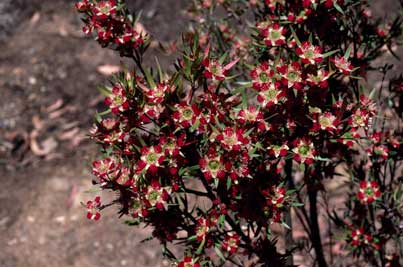 APII jpeg image of Leptospermum spectabile  © contact APII