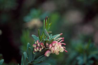 APII jpeg image of Grevillea iaspicula  © contact APII