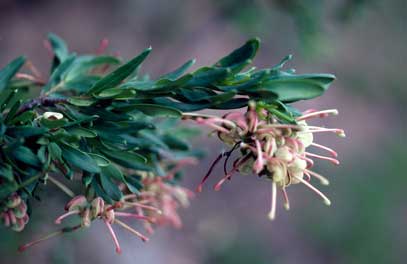 APII jpeg image of Grevillea iaspicula  © contact APII