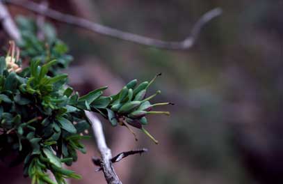 APII jpeg image of Grevillea iaspicula  © contact APII