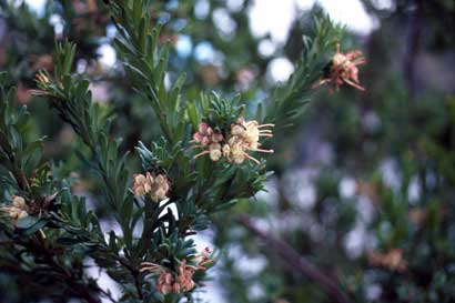 APII jpeg image of Grevillea iaspicula  © contact APII