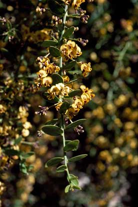 APII jpeg image of Daviesia elliptica  © contact APII