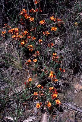 APII jpeg image of Pultenaea subspicata  © contact APII