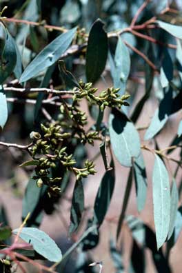 APII jpeg image of Eucalyptus cadens  © contact APII