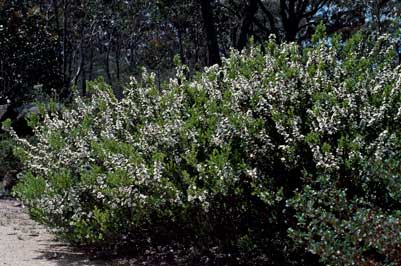 APII jpeg image of Leptospermum turbinatum  © contact APII