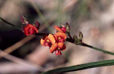 APII jpeg image of Daviesia alata  © contact APII